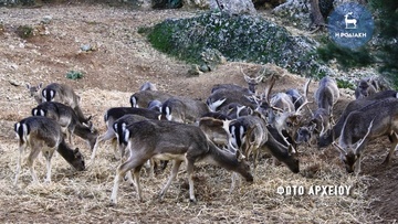 Σχέδιο για την προστασία και διαχείριση των ελαφιών θα εκπονήσει η διεύθυνση Δασών