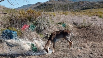 Σώθηκε ελαφάκι από βέβαιο θάνατο