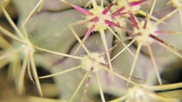 Λέρος: Στρώματα μνήμης