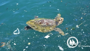 Επικίνδυνη η έκταση της πλαστικής ρύπανσης στις ελληνικές θάλασσες