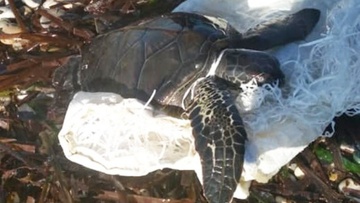 Διάσωση χελώνας στην παραλία της Σορωνής