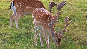 Ερώτηση ΚΚΕ για αποζημιώσεις στους αγρότες και για την επικινδυνότητα της οδήγησης στο οδικό δίκτυο της Ρόδου από τα ελάφια