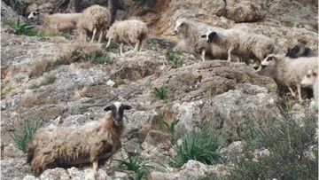 Σύσκεψη στην Κάρπαθο για τα ανεπιτήρητα ζώα