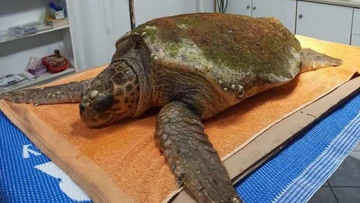 Διάσωση χελώνας Caretta-Caretta στη Λέρο