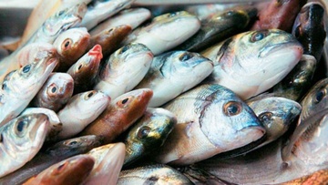 Η «δικαιολογία» για να μην πετάξουν τα ψάρια στη Χάλκη