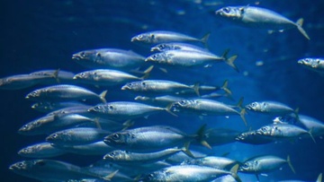 Απειλούνται τα ιχθυαποθέματα στο Αιγαίο από την υπεραλίευση, την παράνομη αλιεία, τη μόλυνση των θαλασσών