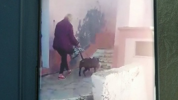 Εικόνες σοκ από την επίθεση κάνε κόρσο σε μικρόσωμο σκυλάκι στη Σύμη