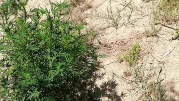 Καταδικάστηκε 27χρονος  για φυτεία με 72 χασισόδεντρα