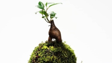 Τζίνσενγκ: Η «ρίζα της ζωής» που μπορεί να κάνει θαύματα στην επιδερμίδα σας