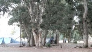 Τραγικός θάνατος 39χρονου που έπεσε από δέντρο μεγάλου ύψους στο Ψαλίδι της Κω κατά τις εργασίες κλαδέματος