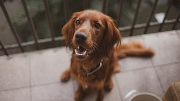 Ο Δήμος Ρόδου υπενθυμίζει τους κανόνες ευζωίας των ζώων συντροφιάς σε πολυκατοικίες