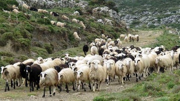 Κατηγορούνται ότι έκλεψαν και έσφαξαν πρόβατα, κατσίκια και δύο γαϊδούρια