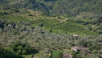 Μέχρι τις 3 Δεκεμβρίου οι αντιρρήσεις για τους δασικούς χάρτες στα Δωδεκάνησα