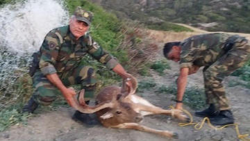 Δασοφύλακες απεγκλώβισαν ελάφι στη Ρόδο