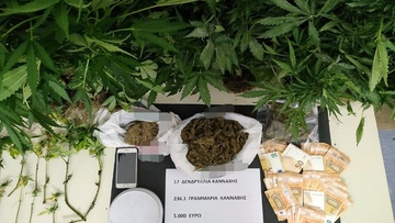 Ελεύθερος με όρους αφέθηκε ο 61χρονος για τα 17 χασισόδεντρα