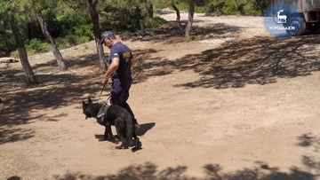 Στη Ρόδο ειδικός αστυνομικός με εξειδικευμένο σκυλί για τον εντοπισμό του 83χρονου αγνοούμενου από τη Ψίνθο