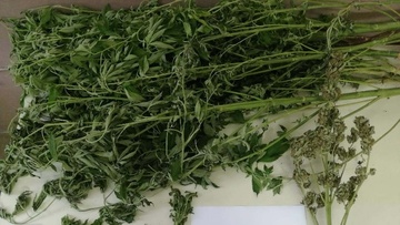 Ελεύθεροι με όρους οι δύο συλληφθέντες για τα χασισόδενδρα