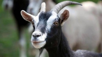Πάνω από 10.000 αιγοπρόβατα στον Αρχάγγελο, καμία αίτηση για άδεια κτηνοτροφικής μονάδας