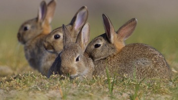 Ρύθμιση θήρας αγριοκούνελου στον νομό Δωδεκανήσου 