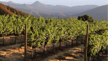 Oι αμπελοκαλλιέργειες στην Ελλάδα