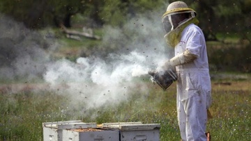 Ρόδος: «Τσουχτερό» πρόστιμο σε μελισσοκόμο που «κάπνιζε» τα μελίσσια του