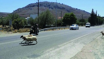 Καθημερινό φαινόμενο τα τροχαία ατυχήματα και από τη διέλευση αιγοπροβάτων  στους δρόμους μας  