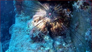 Επικίνδυνος αχινός εμφανίστηκε στις ελληνικές θάλασσες