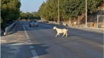 Μέτρα για ανεπιτήρητα ζώα  θα λάβει η κοινότητα Αρχαγγέλου 