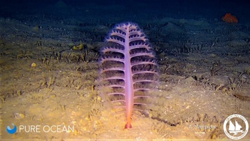 «Υποβρύχιοι κήποι» από θαλάσσιες πένες 