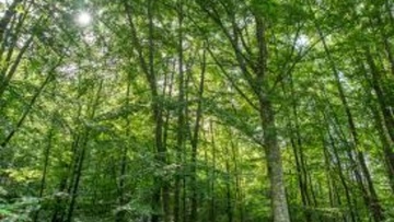 Έντονη κριτική στην κυβέρνηση για την προστασία των δασών