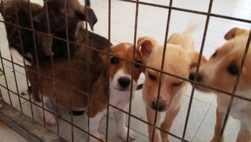 Στην αναβάθμιση του κυνοκομείου στοχεύει ο Δήμος Ρόδου