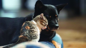 "Έρχεται" πλατφόρμα υιοθεσιών ζώων συντροφιάς