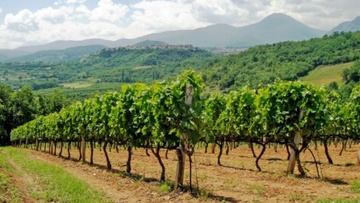 Επιστολή: Απλήρωτοι παραμένουν οι εναπομείναντες αμπελουργοί της Ρόδου