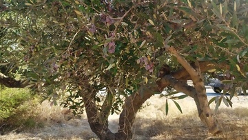 Yποφέρει από τις επιπτώσεις της ανομβρίας το νησί της Ρόδου