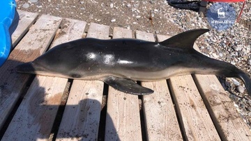 Νεκρό δελφινάκι εντοπίστηκε στις ακτές του Ενυδρείου Ρόδου