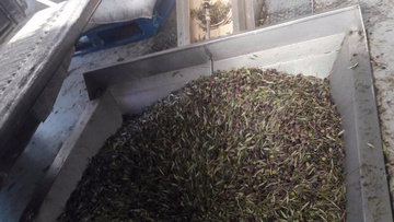 Ξεκινούν από αύριο τα ελαιοτριβεία της Ρόδου