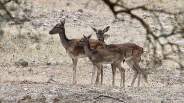 ΚΚΕ Νότιας Ρόδου για ελάφια: Συνεχίζεται ο εμπαιγμός της κυβέρνησης την ώρα που συμβαίνουν καθημερινά τροχαία
