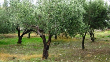 22.000 νέα ελαιόδενδρα φυτεύθηκαν την περίοδο 1960-1961  σε πρόγραμμα ανάπτυξης της δενδροκαλλιέργειας. Εσείς τι κάνετε;
