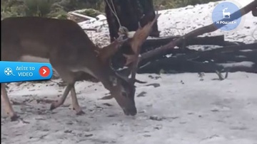 Βόλτα στα χιόνια κάνουν τα ελάφια στη Ρόδο