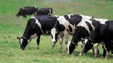 Δεν φρόντιζαν τις αγελάδες τους και συνελήφθησαν