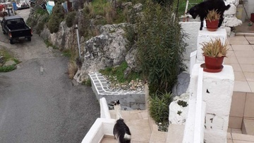 Σε απελπισία λόγω των κατσικιών στον Αρχάγγελο