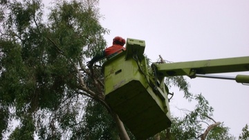  Mισοκλαδεμένα έμειναν τα δέντρα σε περιοχές της Ρόδου