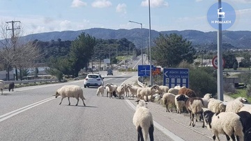 Με τα αδέσποτα αιγοπρόβατα τι θα γίνει;
