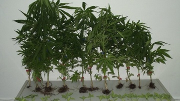 Φυλάκιση δύο ετών με αναστολή σε 52χρονο για καλλιέργεια 27 δενδρυλλίων κάνναβης