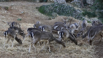 Συνεχίζονται οι αυτοψίες για να μπουν φράχτες για τα ελάφια