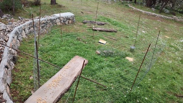 Ειδικές παγίδες στήνονται στη Ρόδο για τα ανεπιτήρητα κατσίκια