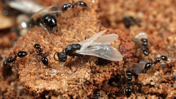 Έρευνα για τα μυρμήγκια και τις μύγες σε Ρόδο και Χάλκη