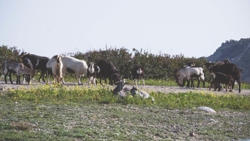 Σύσκεψη έγινε χθες για τα αδέσποτα αιγοπρόβατα