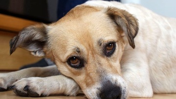 Κυνηγετικός Σύλλογος Ρόδου: Καταδικάζουμε τις συμπεριφορές εγκατάλειψης σκύλων τις μέρες της πυρκαγιάς