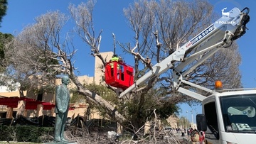 Εργασίες για την αναβλάστηση  του ιστορικού φίκου στο «Ακταίον»